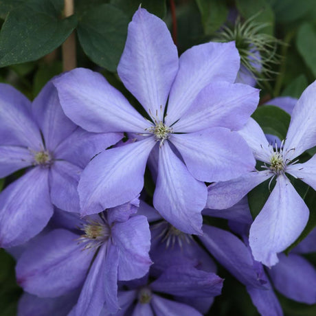 Clematis (Clematita) Mrs Cholmondeley, cu flori albastre-deschise, cataratoare