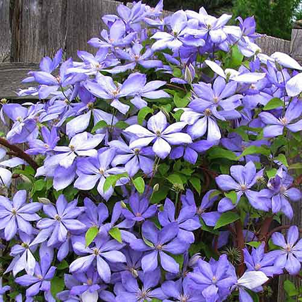 Clematis (Clematita) Mrs Cholmondeley, cu flori albastre-deschise, cataratoare