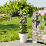 Clematis (Clematita) Multi Pink, cu flori roz, cataratoare