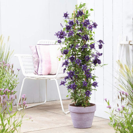Clematis (Clematita) Olympia, cu flori violet, cataratoare