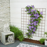 Clematis (Clematita) Olympia, cu flori violet, cataratoare