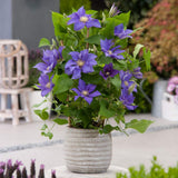 Clematis (Clematita) Olympia, cu flori violet, cataratoare