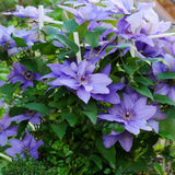 Clematis (Clematita) Parisienne Boulevard, cu flori mov, cataratoare