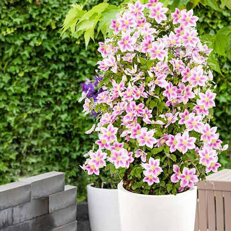 Clematis (Clematita) Pink Fantasy, cu flori roz-pastelat, cataratoare