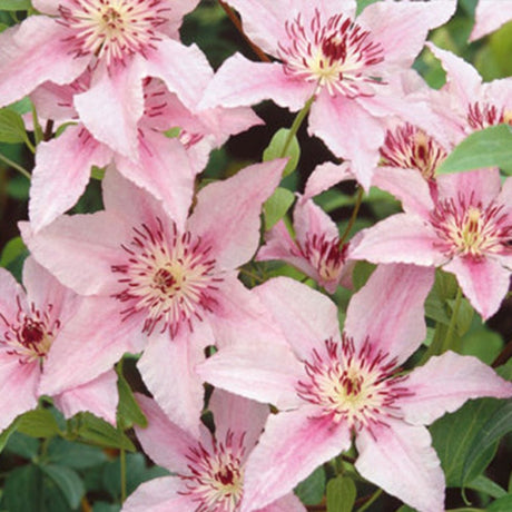 Clematis (Clematita) Pink Fantasy, cu flori roz-pastelat, cataratoare