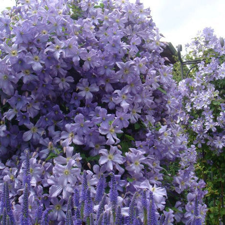 Clematis (Clematita) Prince Charles, cu flori albastre-deschise, cataratoare