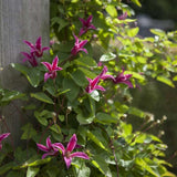 Clematis (Clematita) Princess Diana, cu Flori roz-rosu, Cataratoare