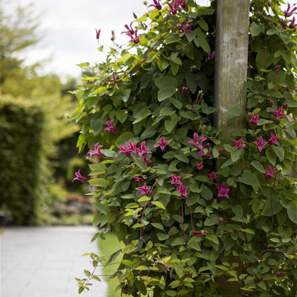 Clematis (Clematita) Princess Diana, cu Flori roz-rosu, Cataratoare