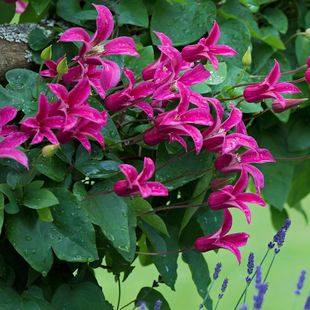 Clematis (Clematita) Princess Diana, cu Flori roz-rosu, Cataratoare