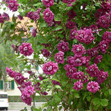 Clematis (Clematita) Purpurea Plena Elegans, cu Flori rosii, Cataratoare