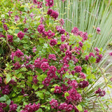 Clematis (Clematita) Purpurea Plena Elegans, cu Flori rosii, Cataratoare