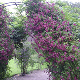 Clematis (Clematita) Purpurea Plena Elegans, cu Flori rosii, Cataratoare