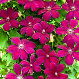 Clematis (Clematita) Rouge Cardinal, cu Flori Purpurii, Cataratoare