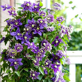 Clematis (Clematita) Taiga, cu Flori mov-galben, cataratoare