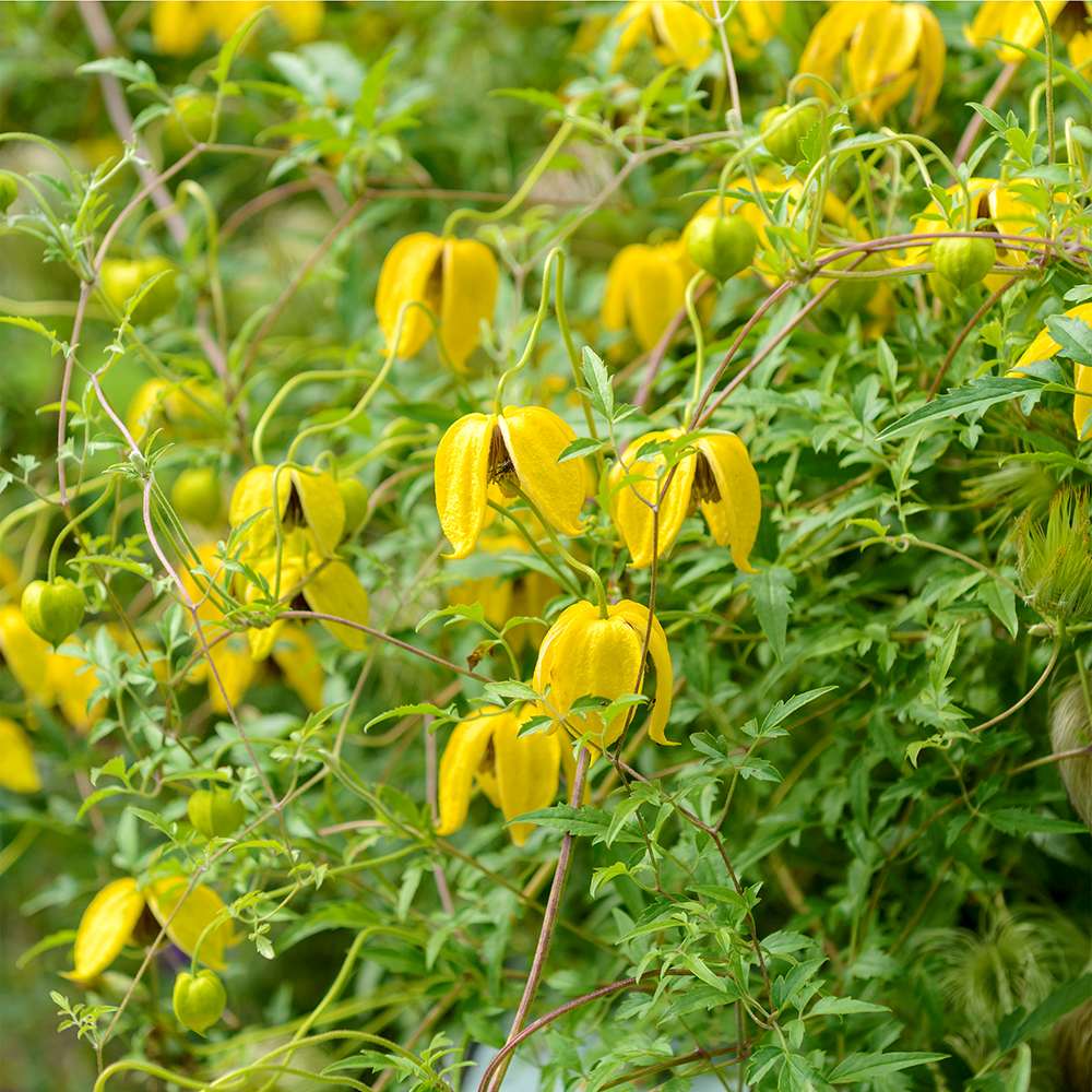 Clematis Tibetana Tanguatica, cu Flori galbene, Cataratoare