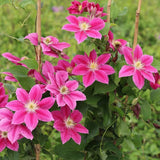 Clematis (Clematita) Vicky, cu Flori purpurii si inima alba, cataratoare
