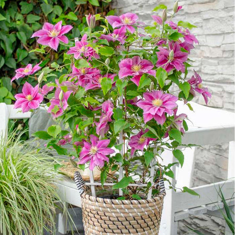 Clematis (Clematita) Vicky, cu Flori purpurii si inima alba, cataratoare