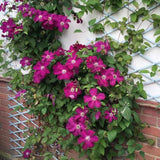 Clematis Ernest Markham, planta cataratoare cu flori rosu purpuriu, inflorire abundenta vara, crestere rapida