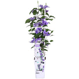 Clematis (Clematita) Olympia, planta cataratoare cu flori duble spectaculoase violet intens, inflorire abundenta vara