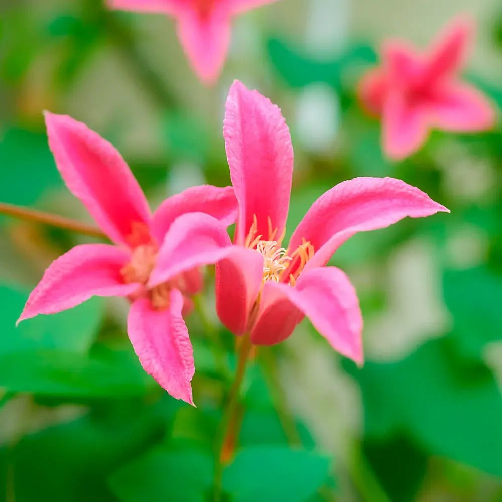 Clematis (Clematita) Princess Diana, planta cataratoare cu flori spectaculoase roz intens si margini recurvate, in forma de clopot, inflorire abundenta vara