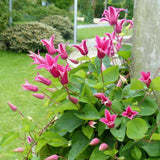 Clematis (Clematita) Princess Diana, planta cataratoare cu flori spectaculoase roz intens si margini recurvate, in forma de clopot, inflorire abundenta vara