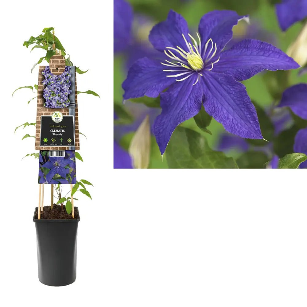 Clematis (Clematita) Rhapsody, planta cataratoare cu flori spectaculoase albastre-violet, inflorire abundenta primavara