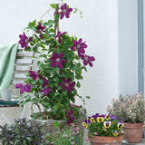 Clematis (Clematita) Rouge Cardinal, planta cataratoare cu flori spectaculoase rosu-visiniu catifelate, inflorire abundenta vara