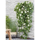 Клематис (Clematis) Snow Queen, катерливо растение с големи бели ароматни цветове