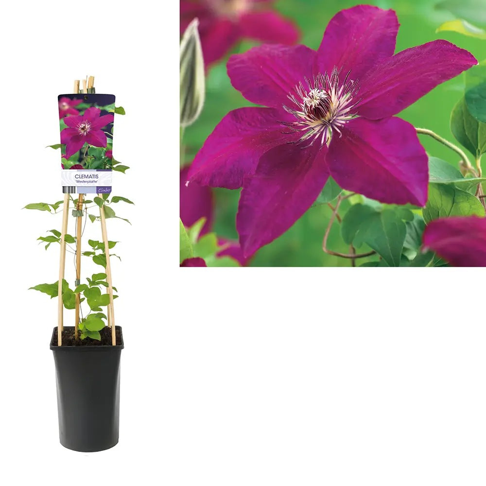 Clematis (Clematita) Westerplatte, planta cataratoare cu flori spectaculoase rosu intens catifelat, inflorire abundenta vara