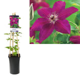 Clematis (Clematita) Westerplatte, planta cataratoare cu flori spectaculoase rosu intens catifelat, inflorire abundenta vara