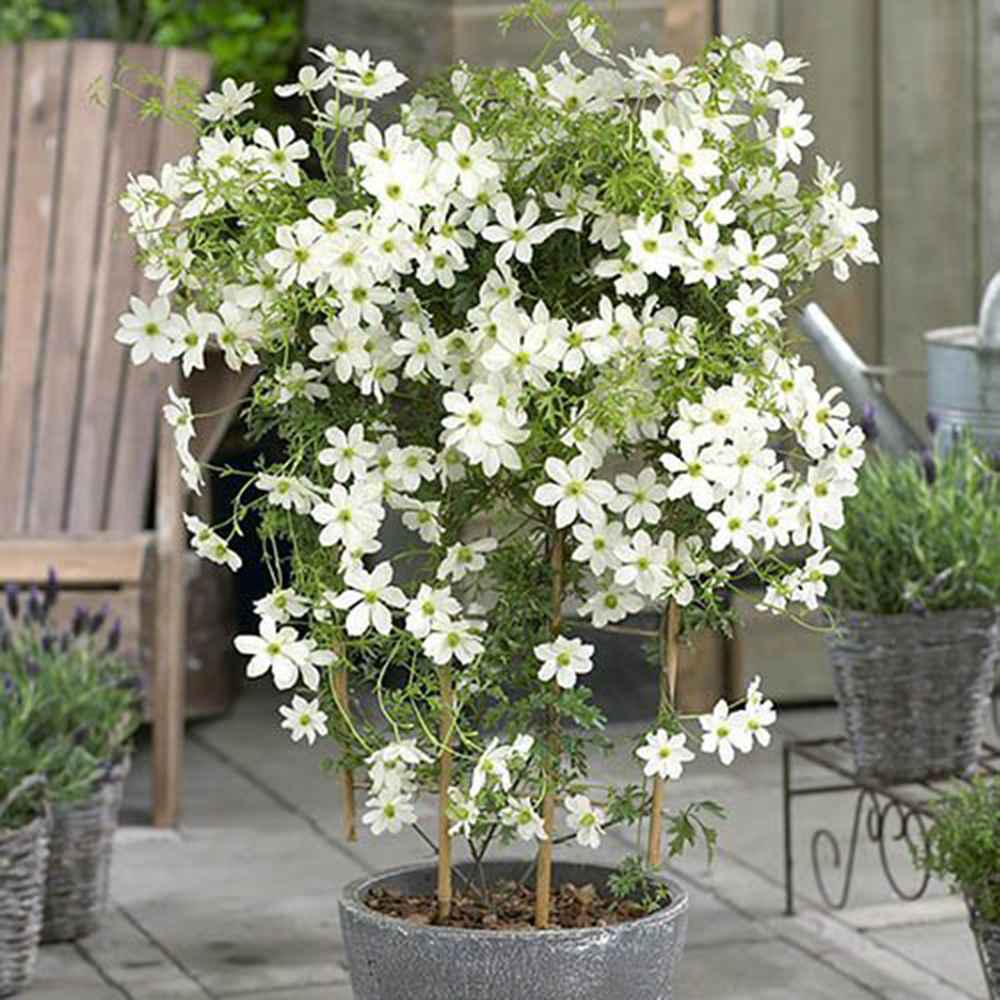 Clematis (Clematita) Miss Bateman, planta cataratoare cu flori mari albe, inflorire abundenta primavara/vara