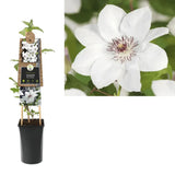Clematis (Clematita) Miss Bateman, planta cataratoare cu flori mari albe, inflorire abundenta primavara/vara