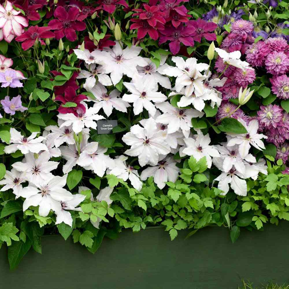 Клематис (Clematis) Snow Queen, катерливо растение с големи бели ароматни цветове