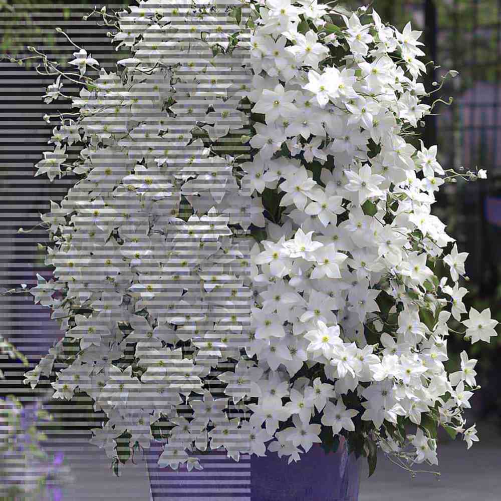 Clematis (Clematita) Snow Queen, planta cataratoare cu flori albe mari parfumate