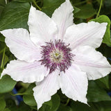 Clematis (Clematita) Snow Queen, planta cataratoare cu flori albe mari parfumate