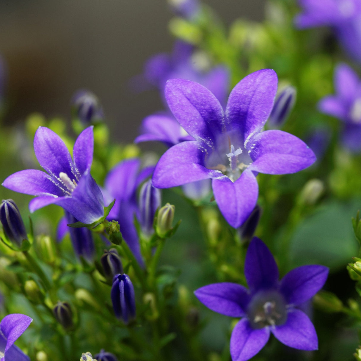 Камбанка (Campanula portenschlagiana) – почвопокривно многогодишно растение