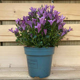 Clopotel (Campanula) Amabella Pink