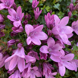 Clopotel (Campanula) Amabella Pink