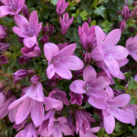 Clopotel (Campanula) Amabella Pink
