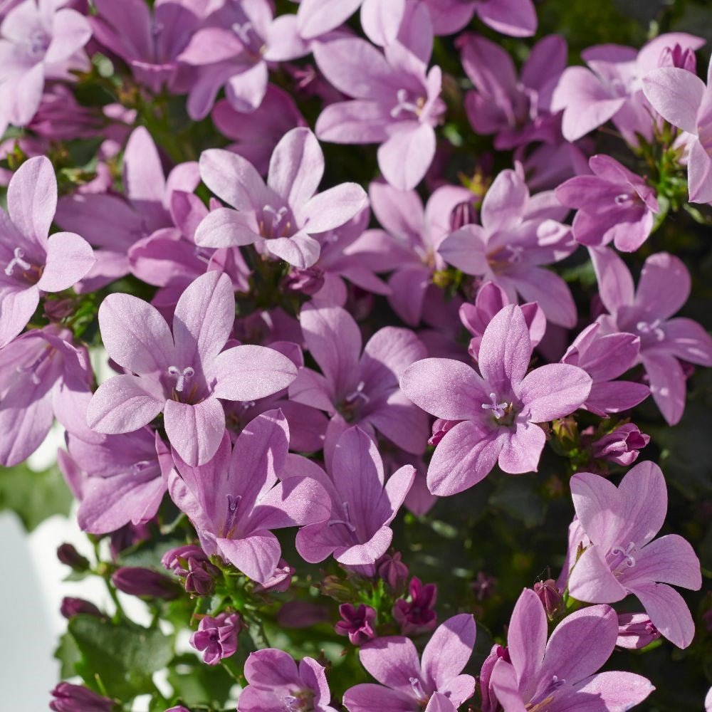Clopotel (Campanula) Amabella Pink
