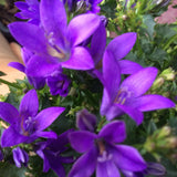 Clopotel purpuriu (Campanula) Intense Purple, cu frunze albastre-mov