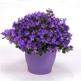Clopotel purpuriu (Campanula) Intense Purple, cu frunze albastre-mov