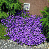 Clopotel purpuriu (Campanula) Intense Purple, cu frunze albastre-mov
