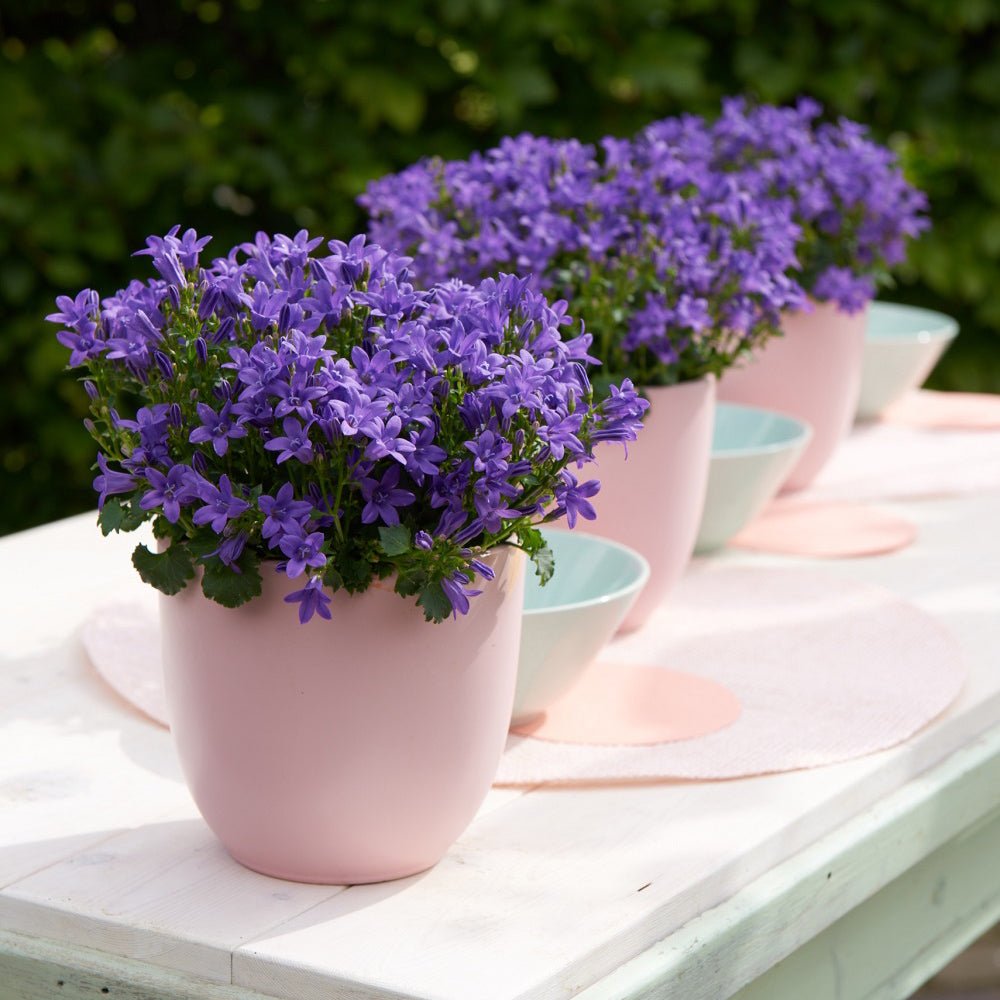 Clopotel purpuriu (Campanula) Intense Purple, cu frunze albastre-mov