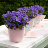 Clopotel purpuriu (Campanula) Intense Purple, cu frunze albastre-mov