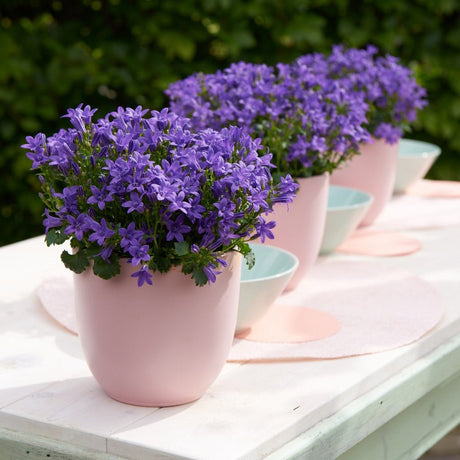 Clopotel purpuriu (Campanula) Intense Purple, cu frunze albastre-mov