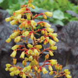Clopotel purpuriu galben-portocaliu (Heuchera) Ginger Ale, acoperitor de sol