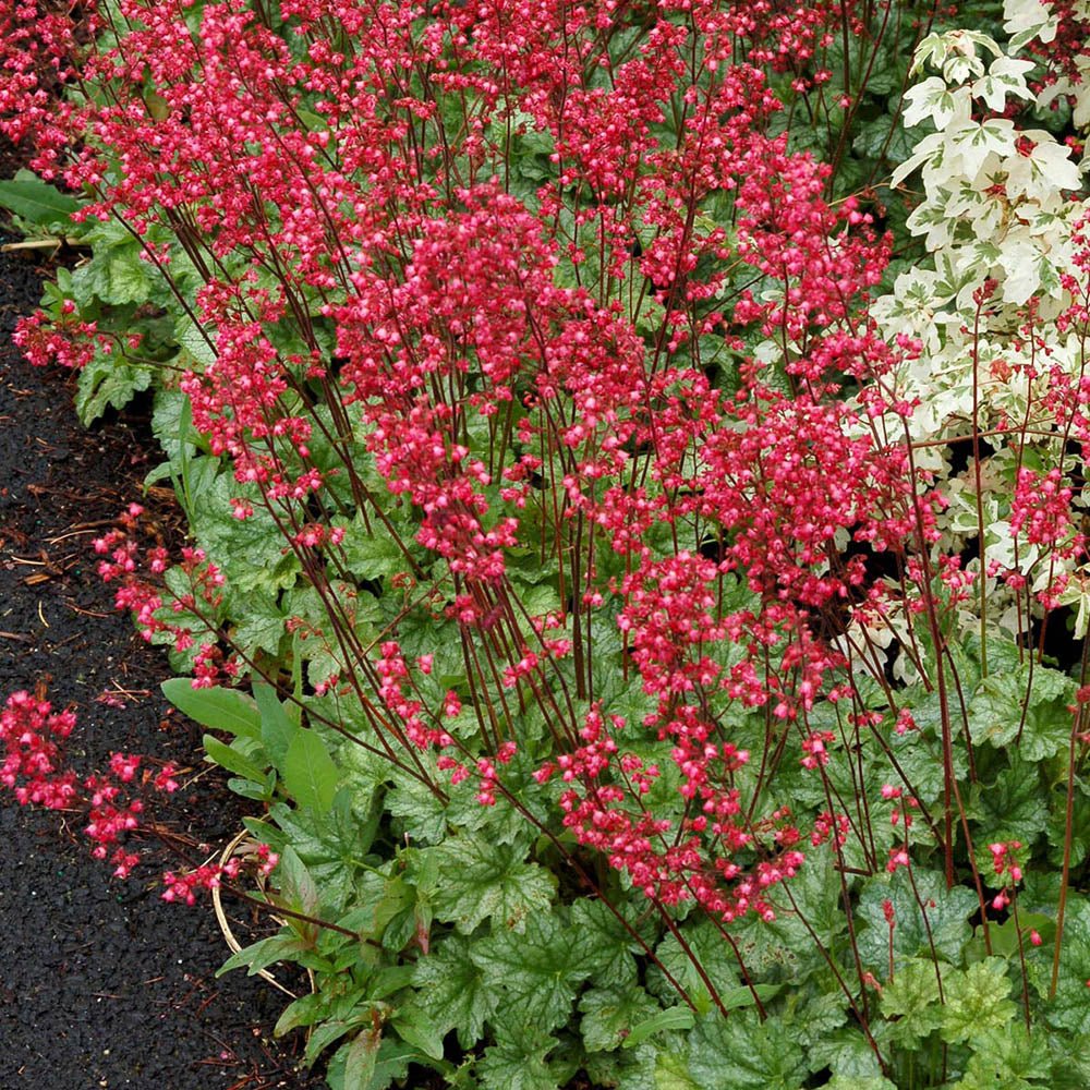 Clopotel purpuriu (Heuchera) Paris, acoperitor de sol