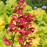 Clopotel purpuriu (Heuchera) Paris, acoperitor de sol