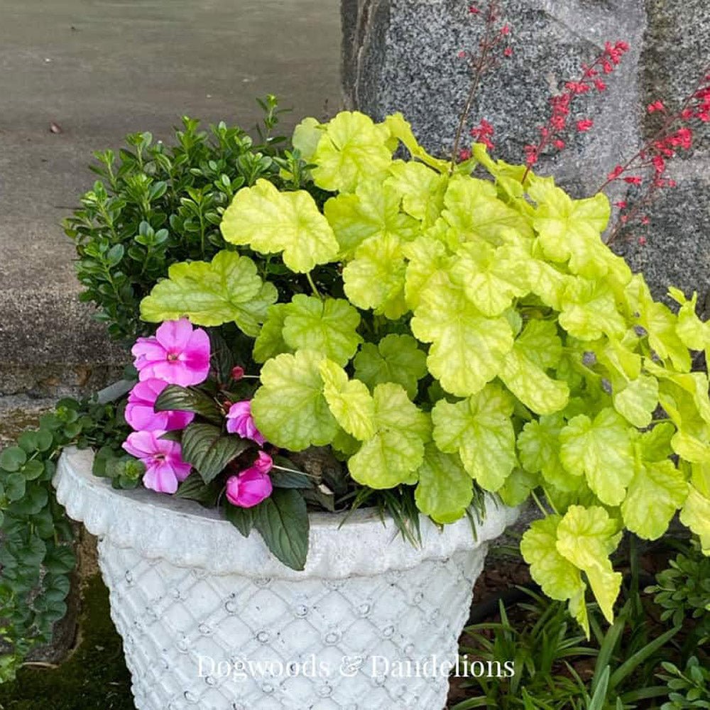 Clopotel purpuriu verde (Heuchera) Electra Lime, acoperitor de sol